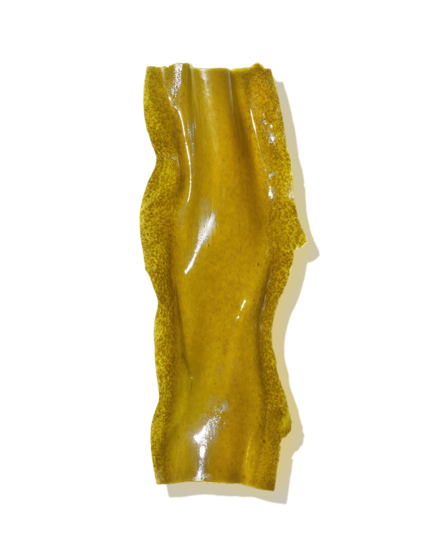Yellow textured seaweed on a white background