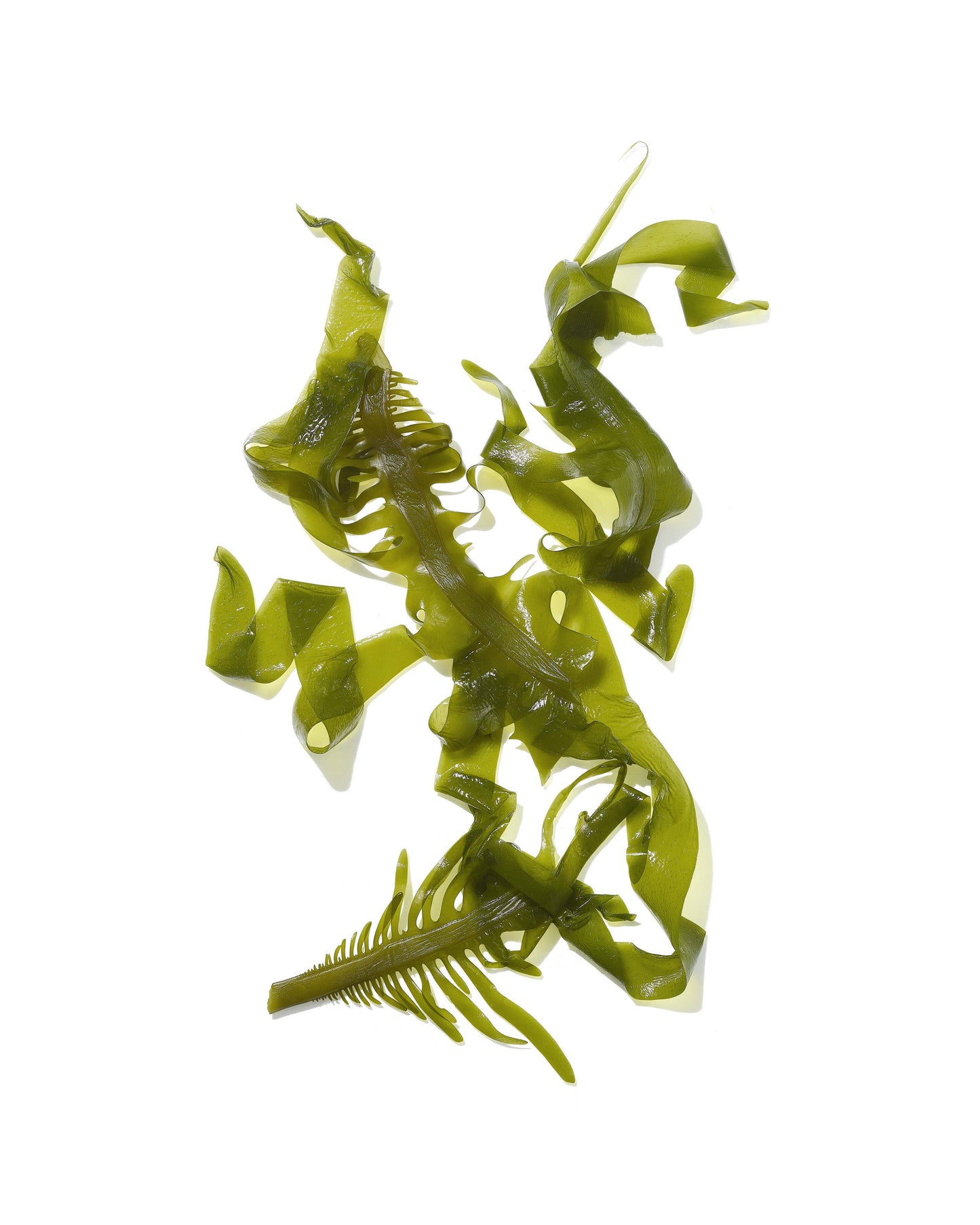 Seaweed on white background