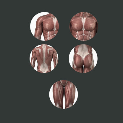 Anatomical illustrations of various muscle groups on a dark background